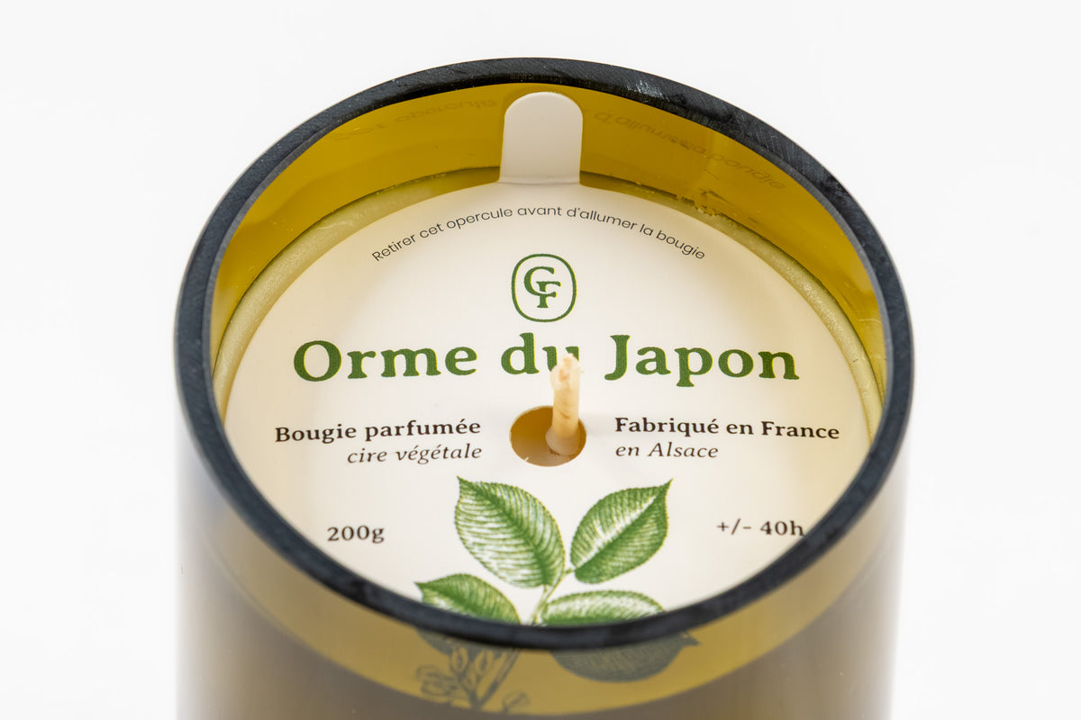 Bougie parfumée — Orme du Japon